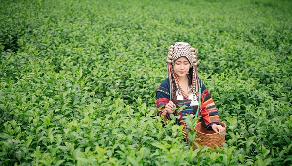 Organic Farming and Herbal Cultivation