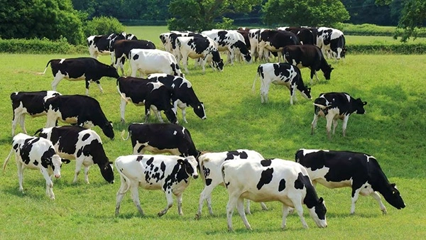 Organic Farming & Dairy